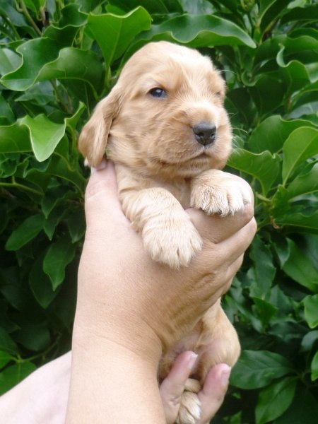 33 - 6.pejsek (sv. zelená).JPG